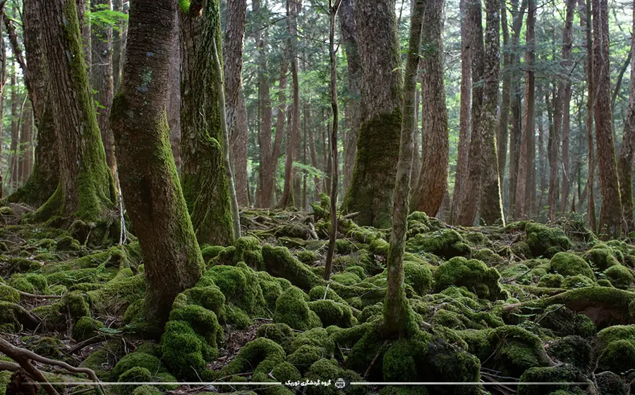 جنگل‌های آئوکیگاهارا در ژاپن - ترسناک‌ترین جاذبه‎های جهان