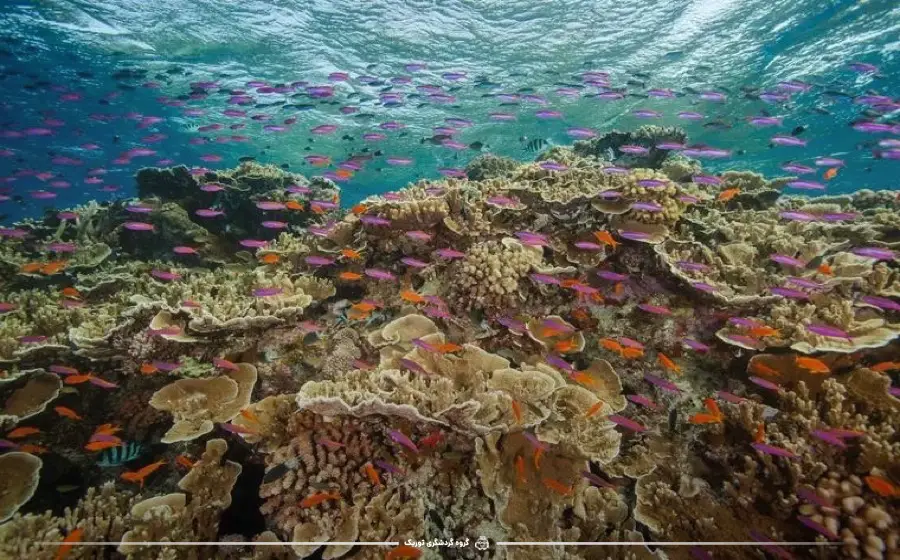 Great Barrier Reef - جاذبه‌های گردشگری استرالیا