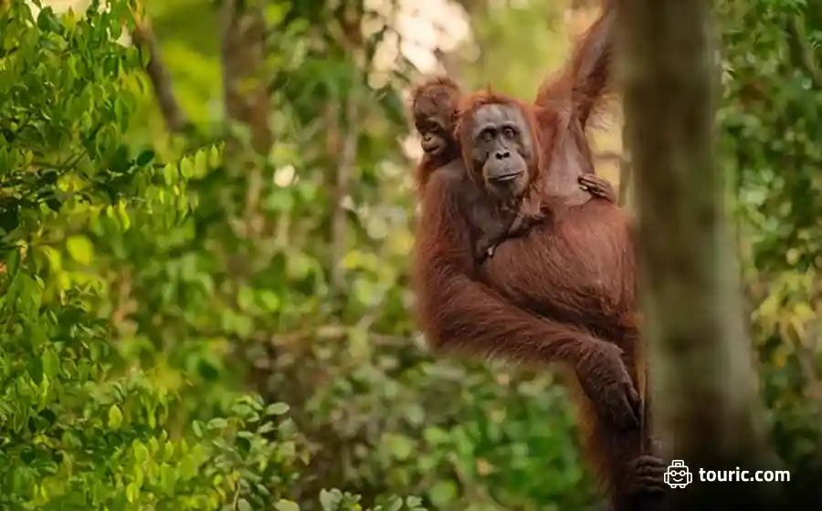 اورانگوتان‌های بورنئو - دیدنی‌های اندونزی