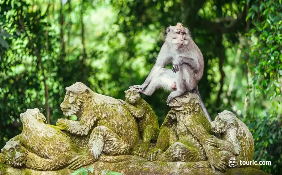 جنگل میمون مقدس، اوبود  - دیدنی‌های اندونزی