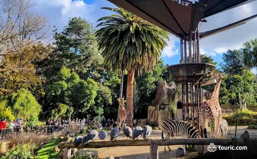 باغ وحش ملبورن - جاهای دیدنی ملبورن