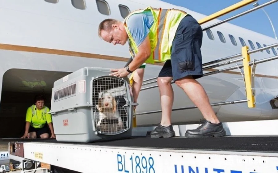 شرایط حمل حیوانات خانگی با هواپیما