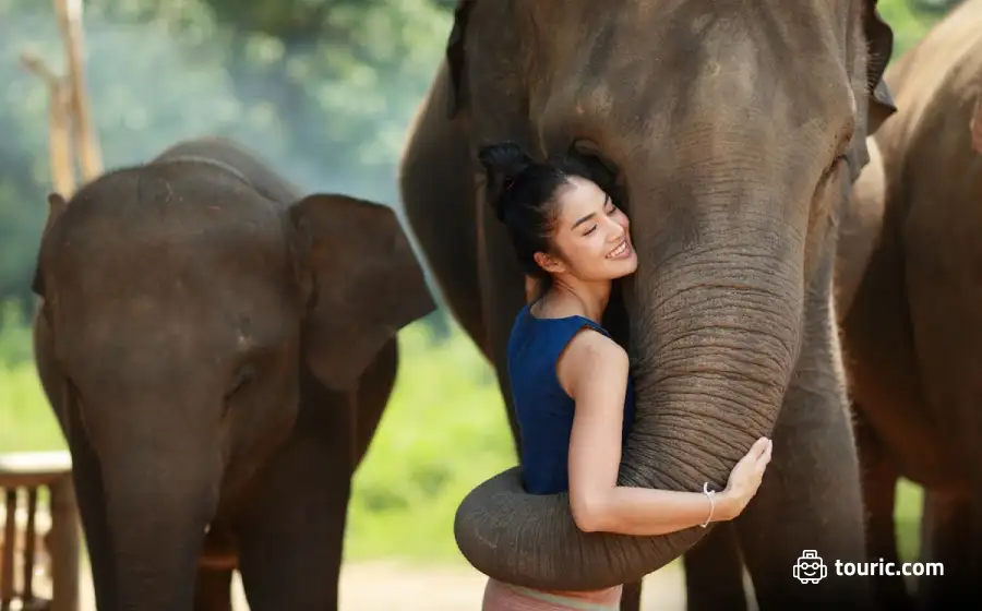 پناهگاه فیل‌ها (Phuket Elephant Sanctuary)